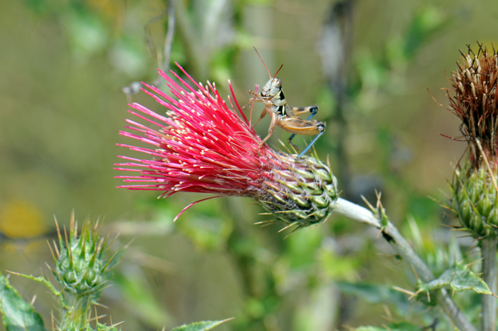 Arizona Thistle, as with most of our native thistles are visited by pollinators and an exceptionally large number of insects and butterflies. The genus Cirsium also provides nesting material and structure for Native bees and other insects. Note the young grasshopper in photo. Cirsium arizonicum